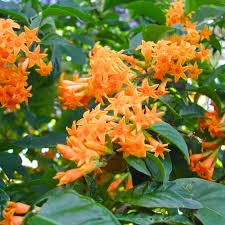 Orange Jasmine